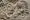 [C�leris r�moulade]