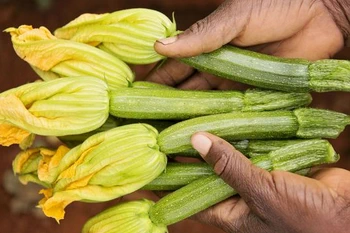 courgettes