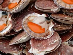 saint jacques corail