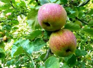La pleine saison des pommes