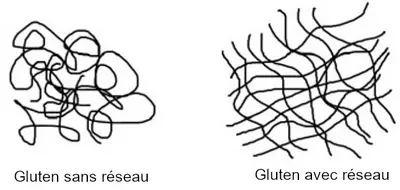 réseau de gluten