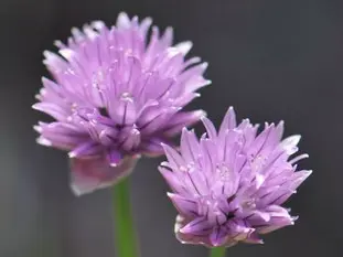 Fleur de ciboulette