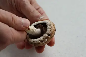 Comment préparer des champignons frais : Photo de l'étape 2
