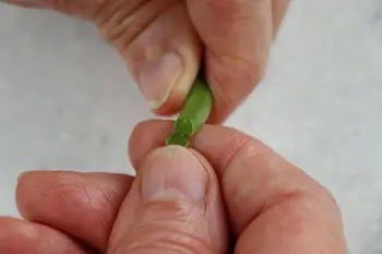 Comment préparer des haricots verts