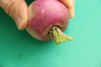 Comment préparer des navets