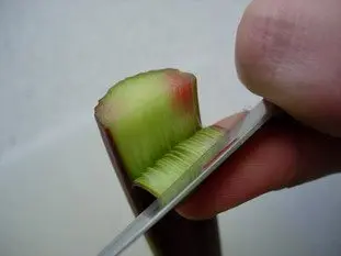 Comment préparer de la rhubarbe : Photo de l'étape 2