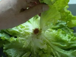Comment préparer une salade : Photo de l'étape 2