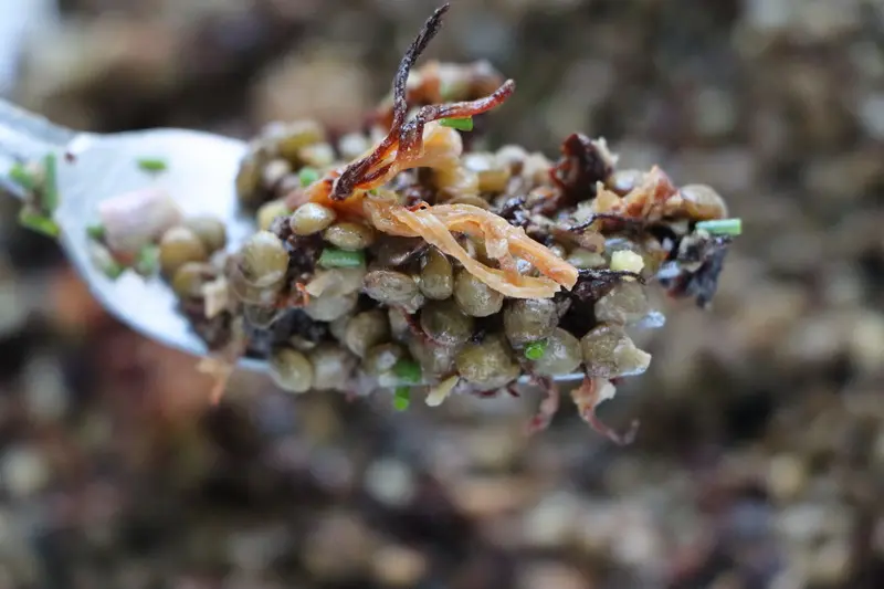 Salade de lentilles Cajun