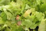 Salade "Jules Bonnot"