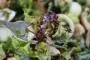 Salade où se mêlent champignons, œufs durs, feuilles de salade verte, haricots verts, liés par une vinaigrette.