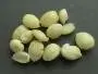 Leur amande est comestible