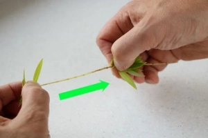Effeuiller des herbes