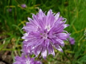 Les fleurs de ciboulette