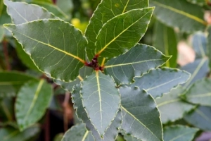 Les herbes et la température