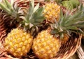 Ananas Victoria