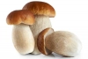 Cèpes