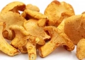 Chanterelles (ou girolles)