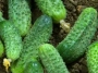 cornichons frais