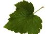 feuilles de cassissier