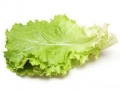 Feuilles de salade