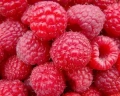 Framboises