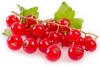 Groseilles