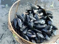 Moules