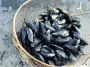 moules