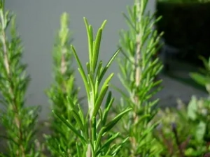 Le romarin dans les recettes