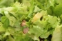 [Salade "Jules Bonnot"]