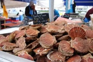 La cuisson des coquilles saint-jacques