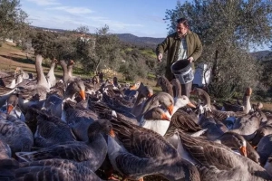 Du foie gras sans gavage, c'est possible